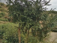 -乌石村
