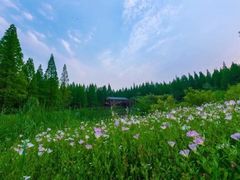 -黄海国家森林公园