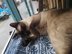 -喵屿·大理花园猫咖