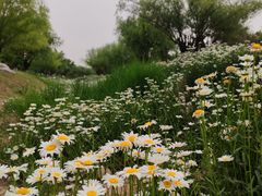 -汉长安城未央宫国家考古遗址公园