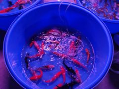 -中环花鸟鱼虫市场