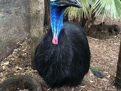 -费瑟代尔野生动物园