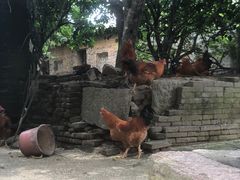 -扬美古镇景区