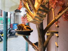 -喵屿·大理花园猫咖