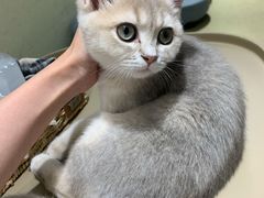 -逗柴咖啡屋·狗咖猫咖宠物桌游