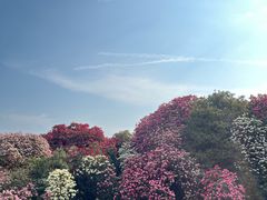 -贵州百里杜鹃风景名胜区