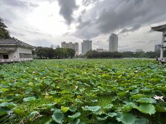 -荔湾湖公园