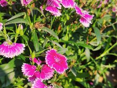 -广西壮族自治区药用植物园