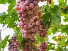 -金谷域澳洲庄园