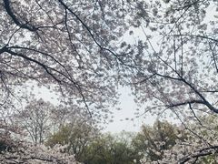 -西湖外事游船(花港观鱼码头)