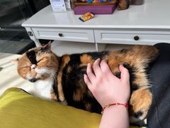 -宠爱国际动物医院· 猫科· 外科·中兽医(长白店)