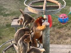 -西霞口神雕山野生动物世界