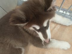 -Let's go狗咖·猫咖·奶狗·桌游(春熙路IFS店)