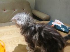 -藏猫猫咖啡主题馆(中央大道店)