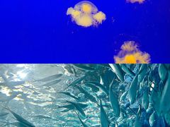 -上海海洋水族馆