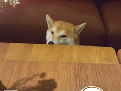 -柴务处·柴犬主题狗咖