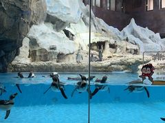 -帝企鹅自助餐厅•儿童岛•真企鹅(长隆企鹅酒店)