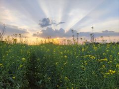-光明小镇欢乐田园