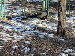 -北京麋鹿生态实验中心