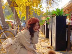 -三里屯东五街银杏大道
