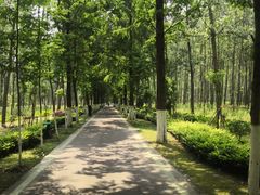 -合肥滨湖国家森林公园