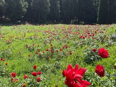 -武陵山森林公园