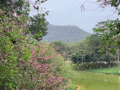 -番禺大夫山森林公园