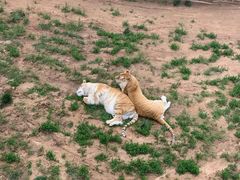 -西霞口神雕山野生动物世界