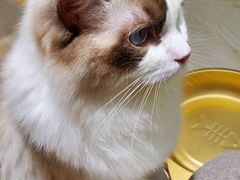 -猫和宫(六道口店)