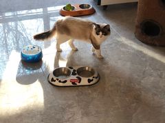 -有猫儿腻咖啡厅.猫咖