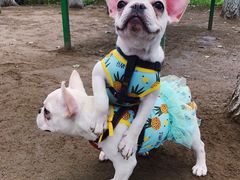 -顺鑫绿色度假村