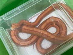 -酷以爬仙阁实体爬宠店·守宫·蜥蜴·专业繁育