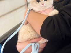 -猫十亿·布偶金渐层·曼基康矮脚猫舍(青年路店)