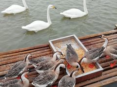-盐城丹顶鹤湿地生态旅游区