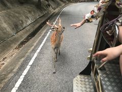 -清迈夜间动物园