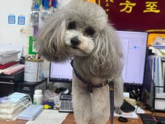 -瑞派长江宠物医院·猫科·外科·24小时夜护(谊城公寓分院)