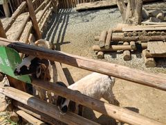 -泉州海丝野生动物世界