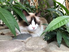 -喵屿·大理花园猫咖