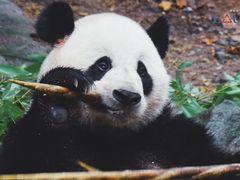-都江堰中华大熊猫苑