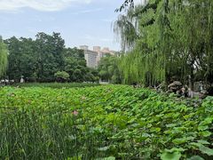 -莲湖公园