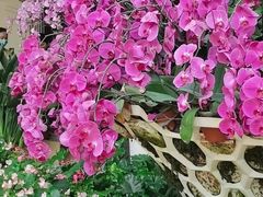 -花之城