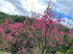 -深圳仙湖植物园