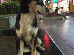 -夜郎蛙(汉街店)