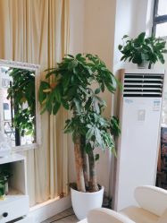 -妍理·植物养发
