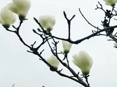 -香雪海