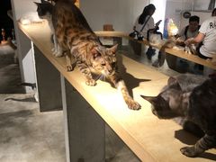 -more than meow吴止猫主题餐厅(承德 中船汇店)