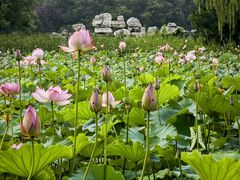 -东升八家郊野公园
