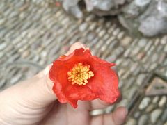 -芥子园