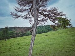 -芦芽山旅游度假区