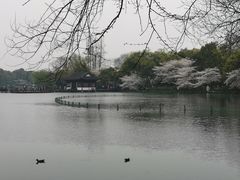 -哥老官重庆美蛙鱼头(龙湖杭州金沙天街店)